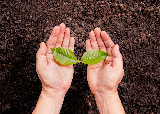 A small tree and hands are planting trees tenderly