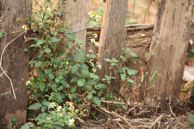 A small tree is blooming at the edge of the fence.