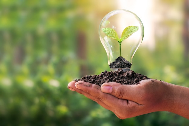 A small tree planted in an energy-saving light bulb in the hands of a young woman, the concept of energy saving, renewable energy and environmentally friendly.