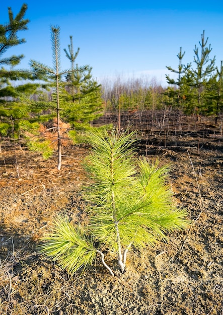 Small tree Siberian cedar in the spring.