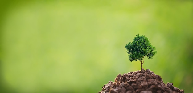 Piccolo albero sopra il suolo su sfondo verde, concetto di csr