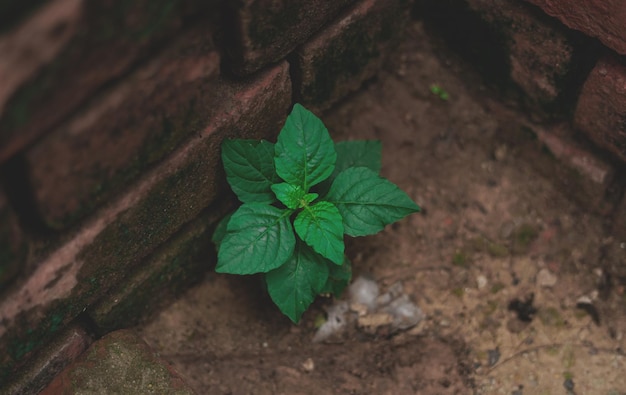 Small tree on solid concrete