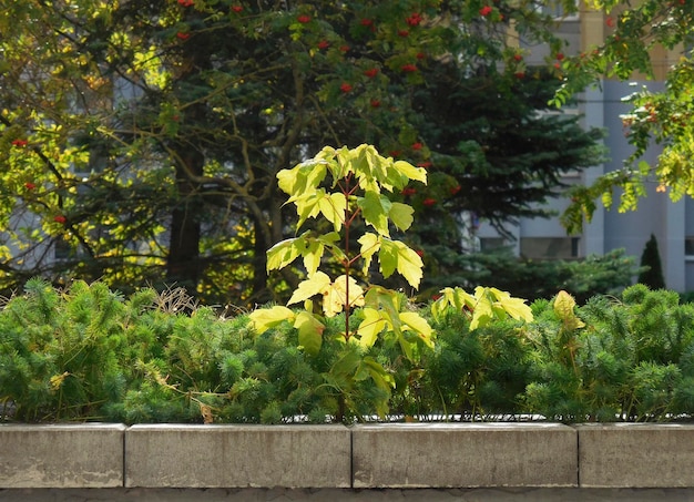 small tree sprout in a flowerbed