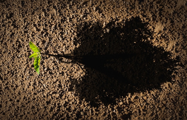 Piccolo albero con grandi ombre rappresenta la crescita e la csr del business. salva il concetto di giornata mondiale o della giornata della terra