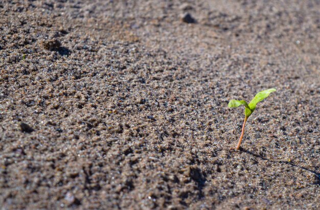 一人で育つ小さな木や若い植物そして朝日が降り注ぐ