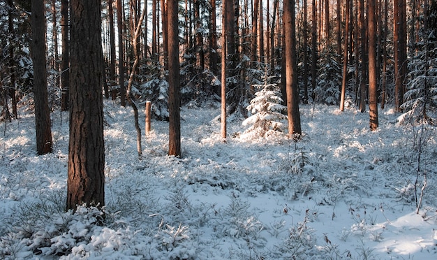 写真 素晴らしい冬の松林の新鮮な雪に覆われた小さな木