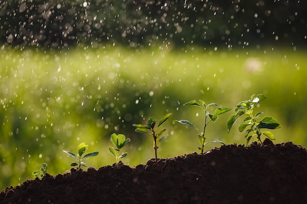 Photo small trees of different sizes on water splash background, the concept of environmental stewardship and world environment day with csr concept