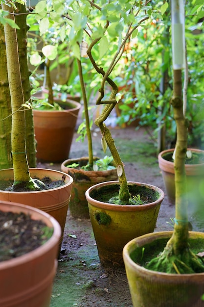 Small trees growing in old terracotta ceramic flowerpots covered with green moss home gardening