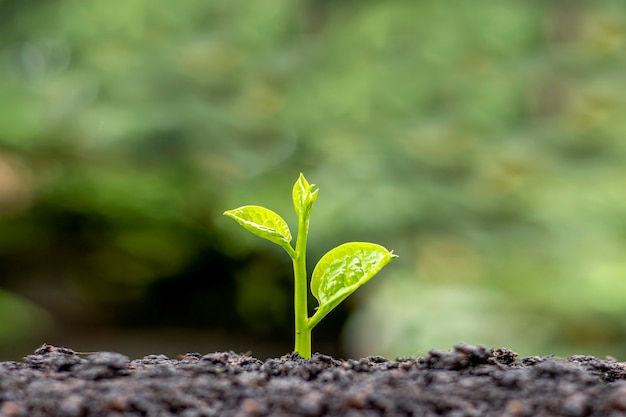 Small trees with green leaves, natural growth, and sunlight, the concept of agriculture, and sustainable plant growth.