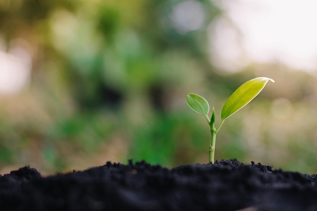 Piccoli alberi con foglie verdi, crescita naturale e luce solare, il concetto di agricoltura