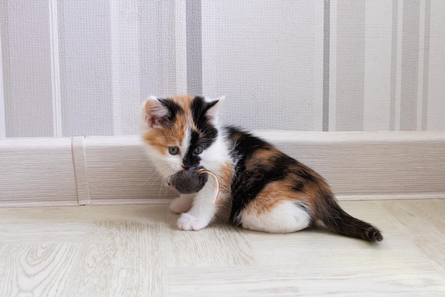 小さなトリコロールの子猫がおもちゃを歯に抱えています