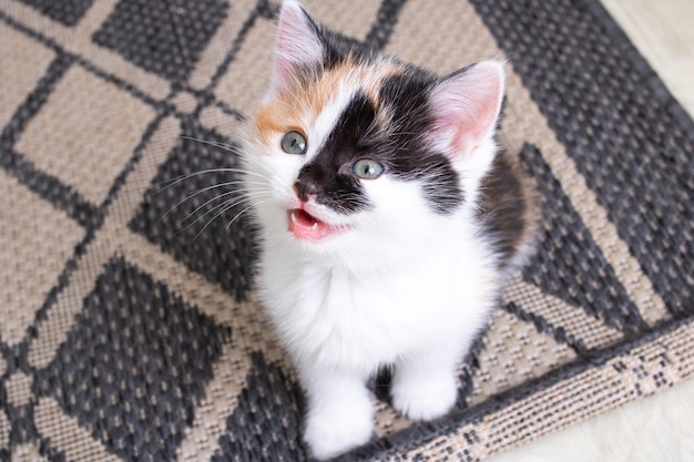 A small tricolor kitten meows on the floor of a room