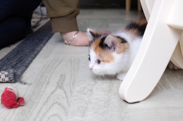 おもちゃで遊ぶ小さなトリコロールの子猫