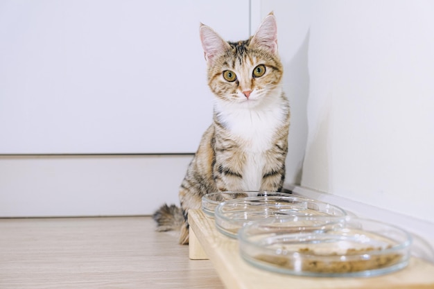 Small tricolor mongrel cat sits in front of its food and water\
bowls