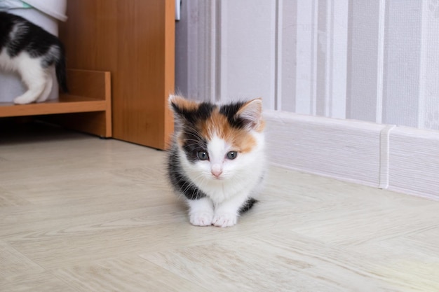 A small tricolored kitten sits on the floor