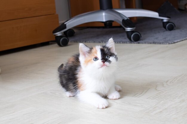 A small tricolored kitten sits on the floor
