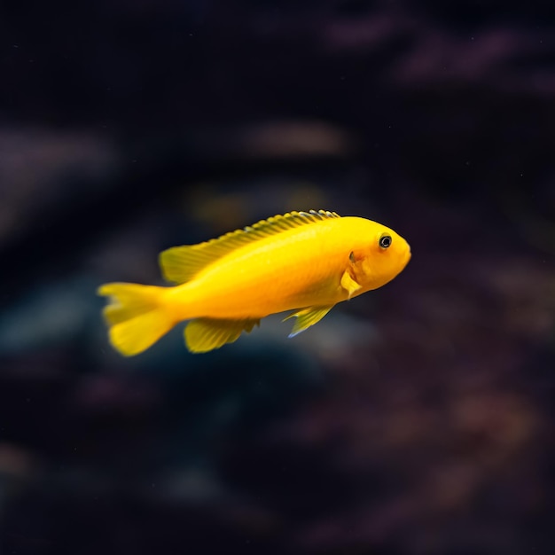 Small tropical yellow fish on a black background swimming quietly in the aquarium