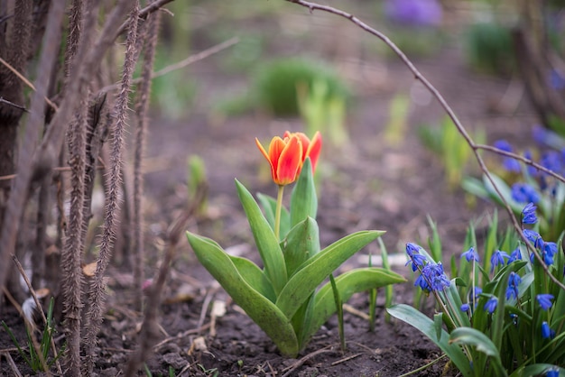 A small tulip in a garden