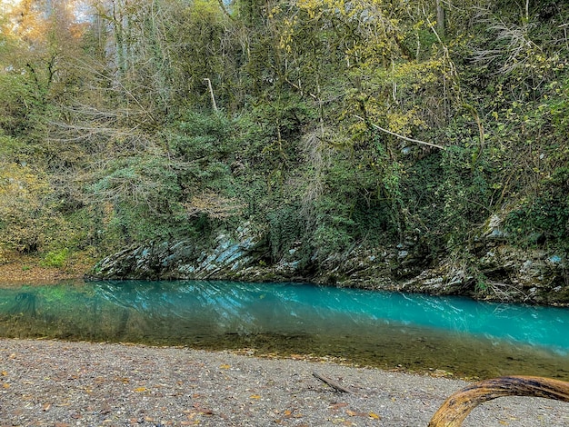 Small turquoise river in the middle of the forest Landscape