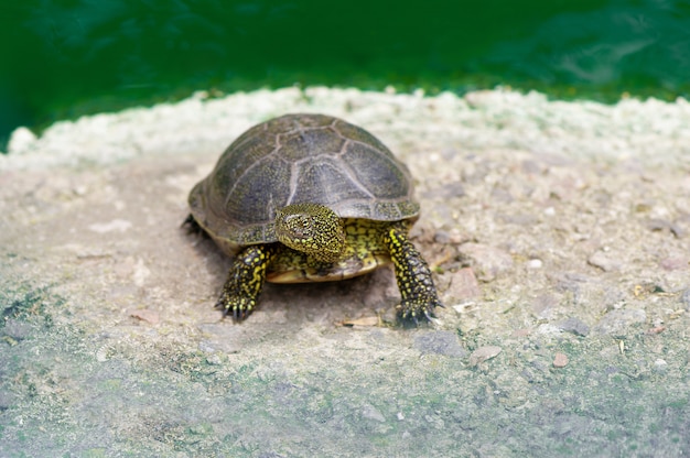 Small turtle in a zoo.