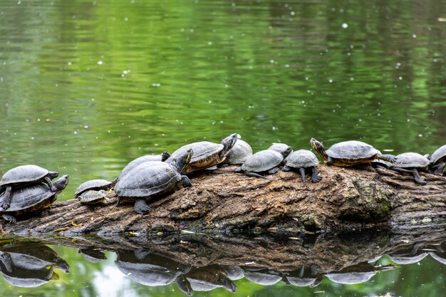 Small turtles basking in the sun in the lake