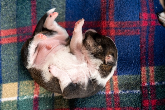 A small two week old black and white puppy