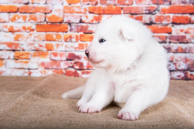 小さな2週齢のかわいい白いサモエド子犬犬