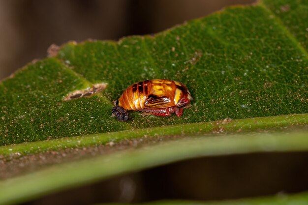 Cicadelidae 계통의 작은 전형적인 Leafhopper 님프