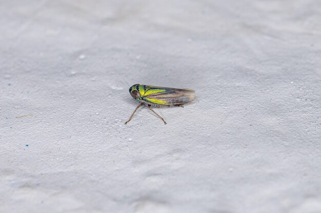 Deltocephalinae亜科の小さな典型的なヨコバイ