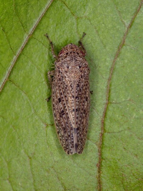 Small typical leafhopper of the tribe gyponini