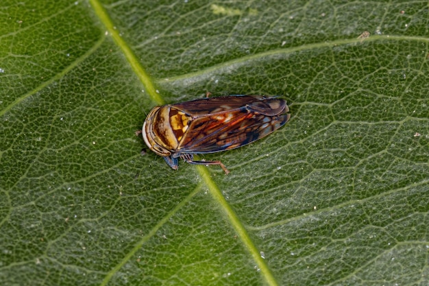 Small Typical Leafhopper