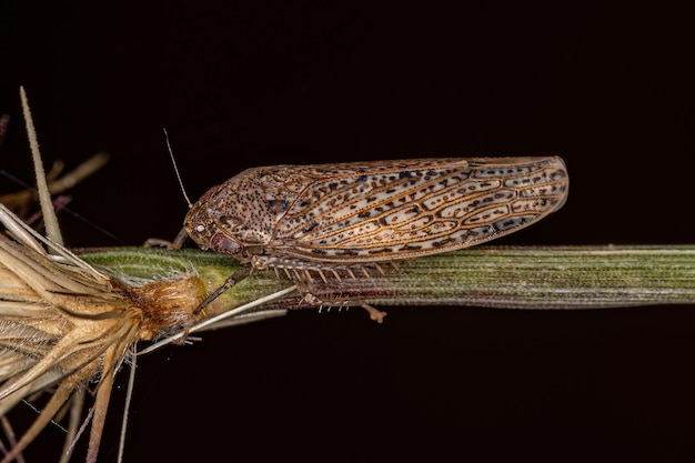 Small Typical Leafhopper