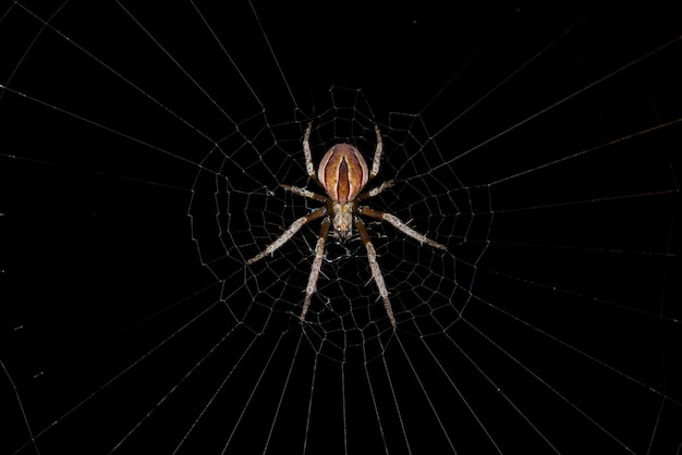 Small Typical Orbweaver