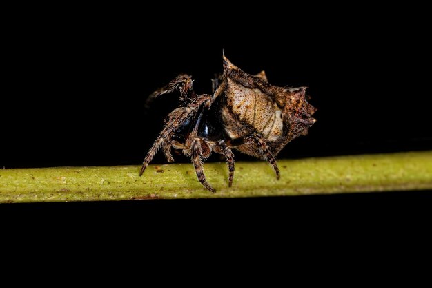 Photo small typical orbweaver