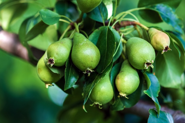 Piccoli frutti acerbi della pera verde su un albero