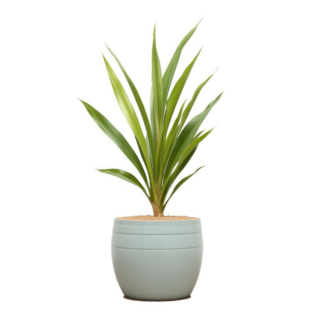 Small Vase with Green Plant on White Background