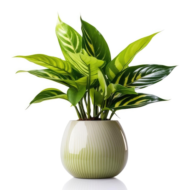 Small Vase with Green Plant on White Background