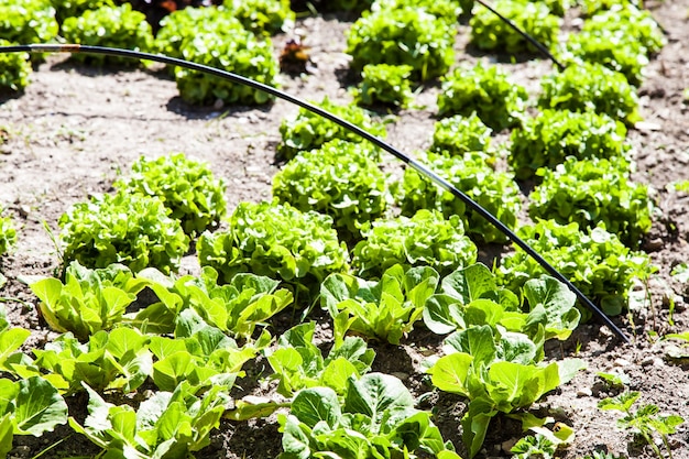 夏のサラダ、鮮やかな色、細部の植物が並ぶ小さな野菜畑