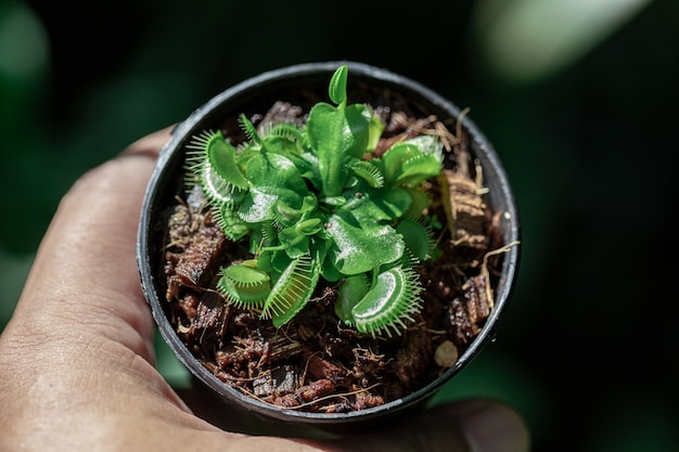 Foto piccola venus flytrap in una pentola nera