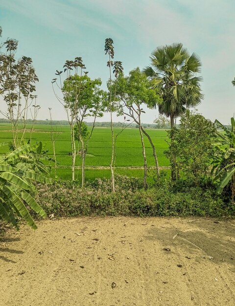 A small village with a green field and a small dirt road.