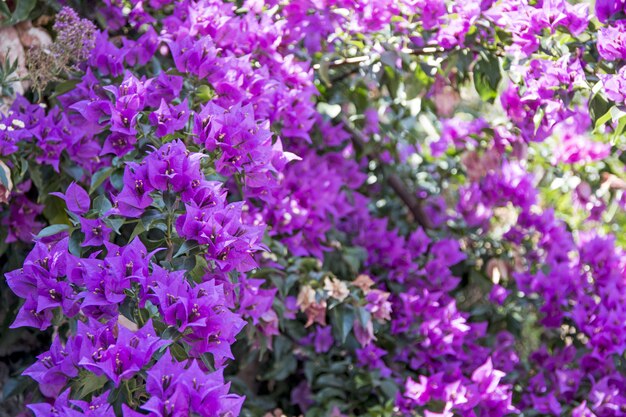 夏の晴れた日に小さな紫色の花。