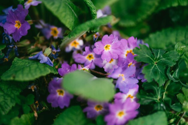 Small Violet Spring Flowers