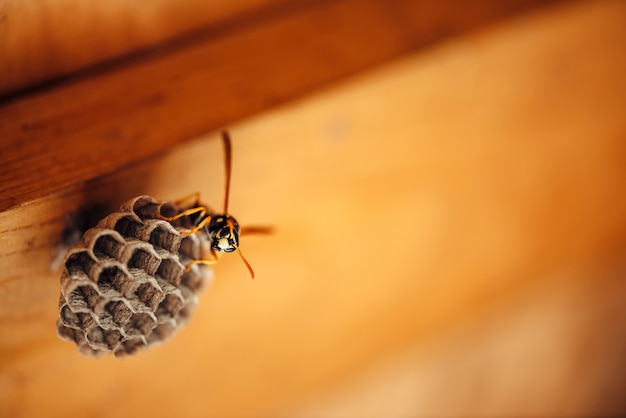 Small wasp protect his honeycombs in macro. 