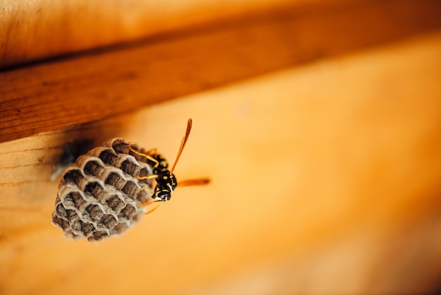 Small wasp protect his honeycombs macro.