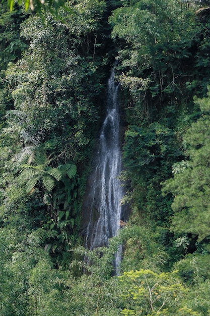 Foto piccola cascata tra le foglie