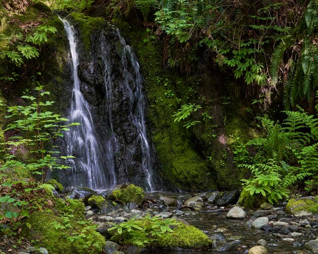 Photo small waterfall amongst lush green ferns moss and foliage cascades into a small stream bed in a park