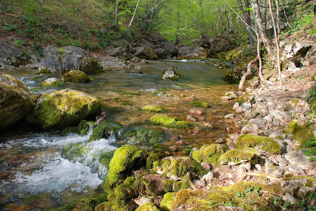 Небольшой водопад и ручей в зеленом лесу