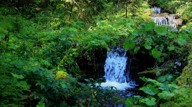 Small Waterfall In Bush Thicket In A Forest At Summer Day