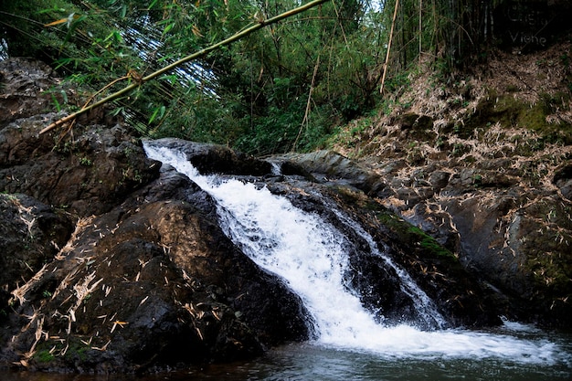 Фото Небольшой водопад в бамбуковом лесу