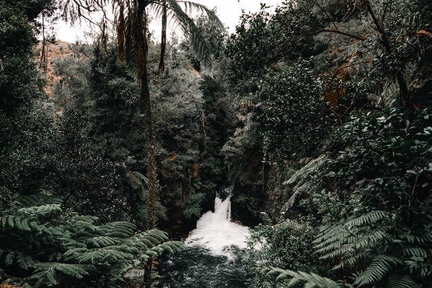 Photo small waterfall with lots of foam and small lake among the lush forest vegetation and cloudy sky in